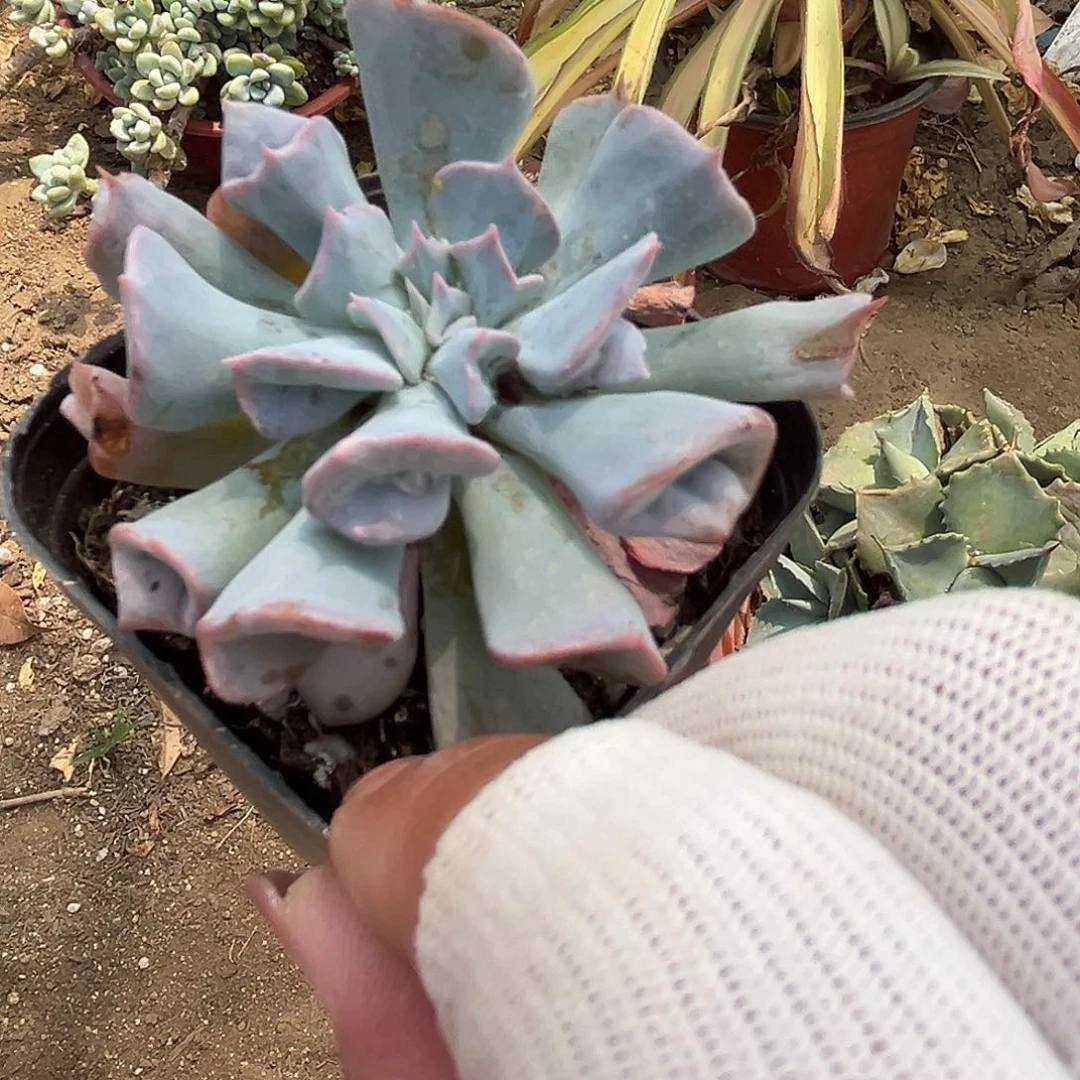 多肉植物魔笛单头