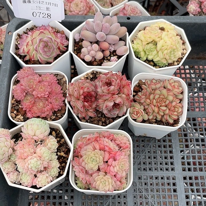 薇薇安园艺多肉0728