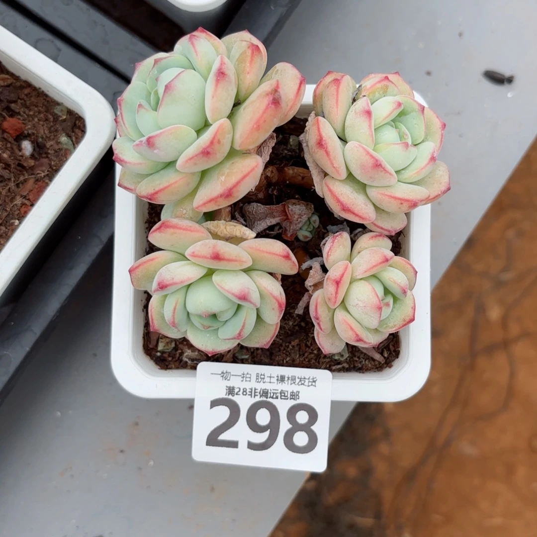 香草老桩无盆土发货