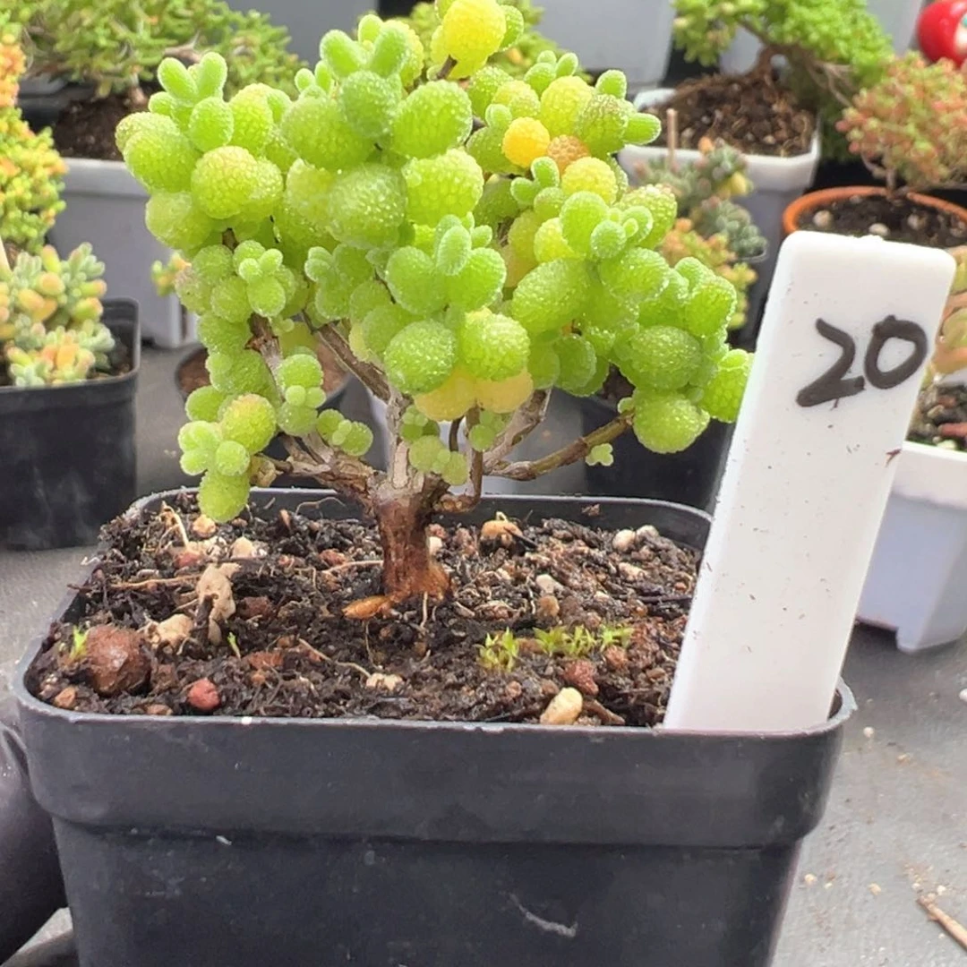 精控金桔糖球20号