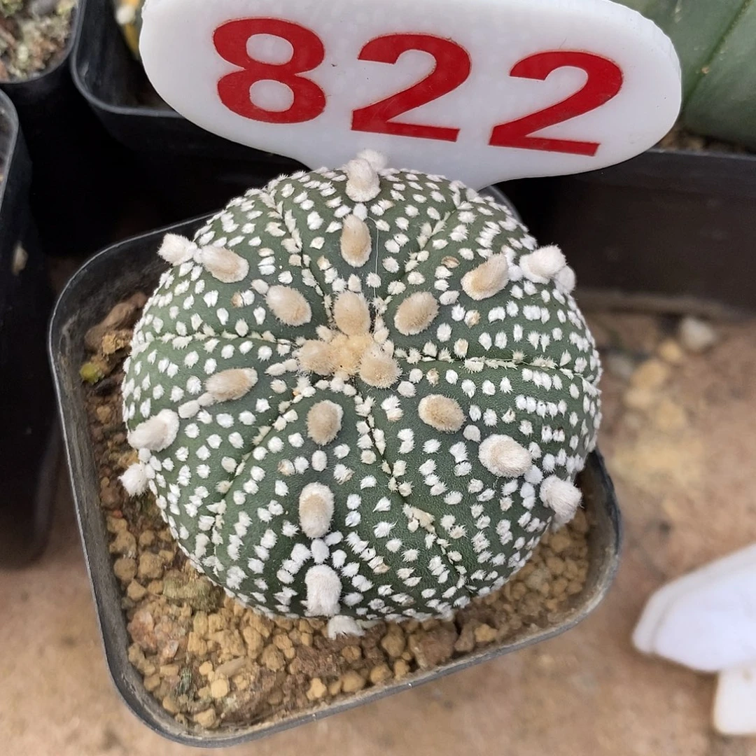 可***多822六愣奇迹福利来了