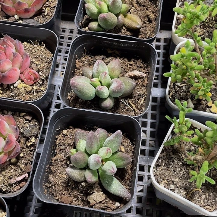 小红嘴水泡5.8带盆