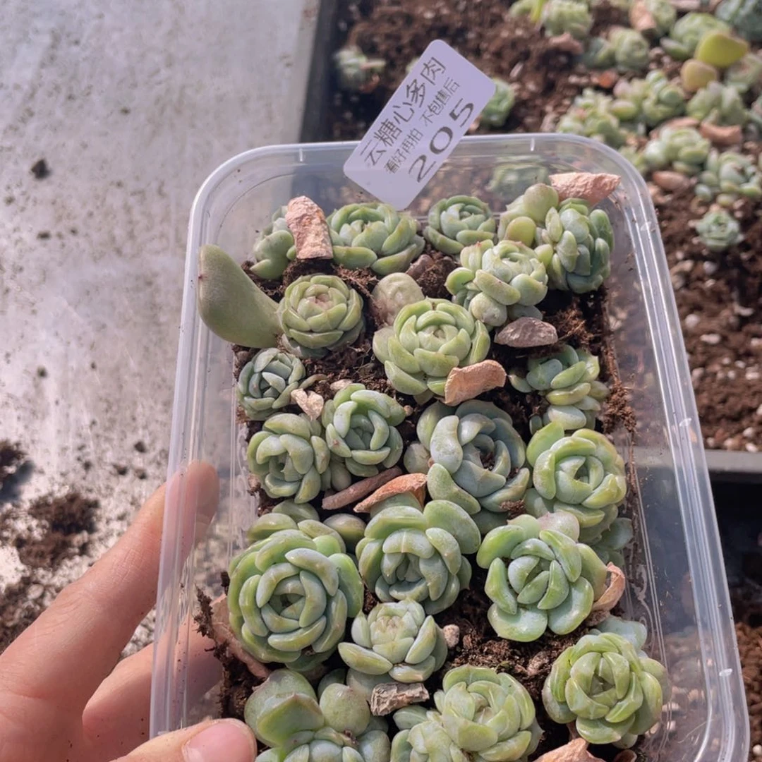 云糖心多肉植物205