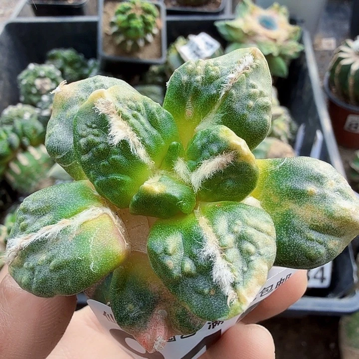 无花朵943怒涛花锦