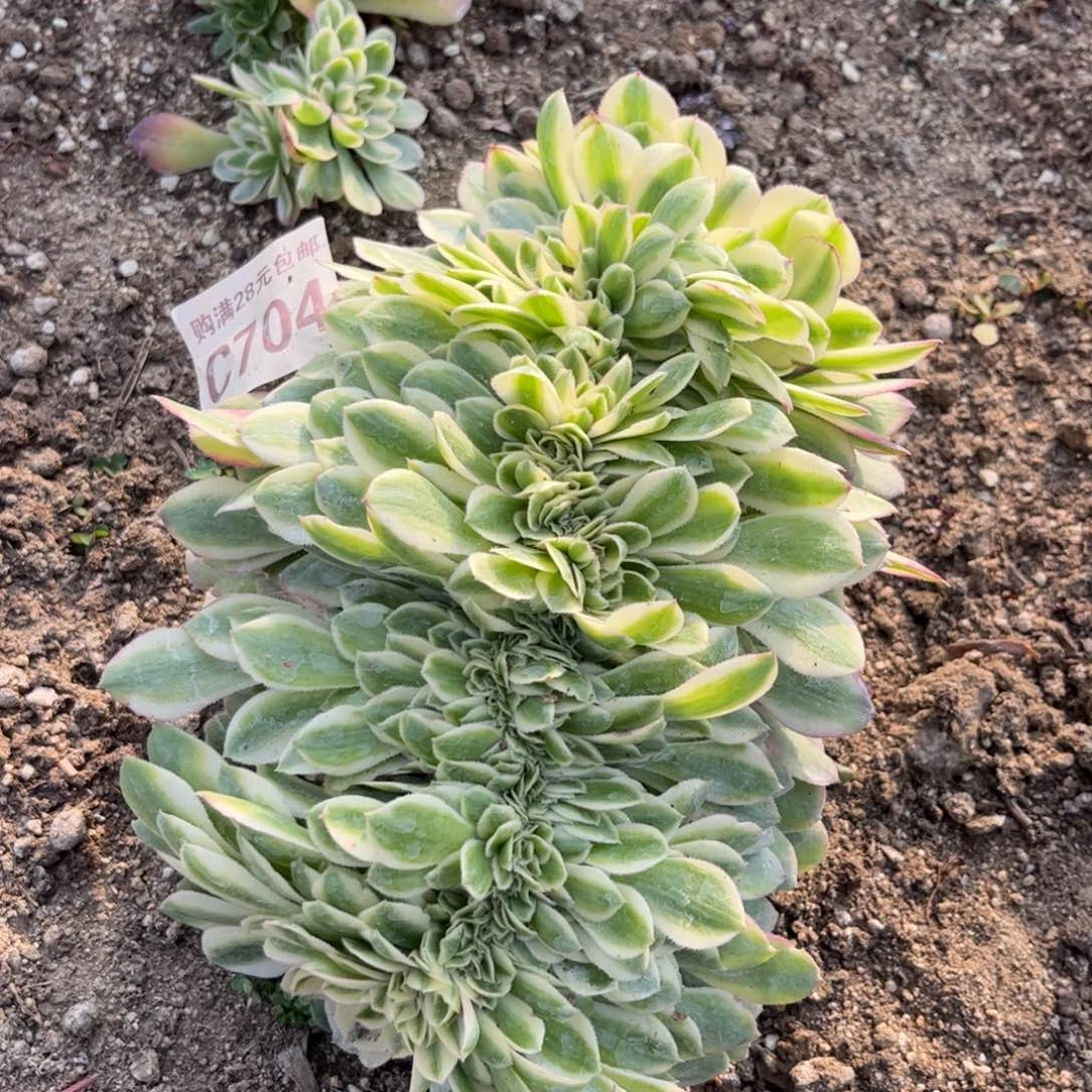 704多肉植物荔枝缀化