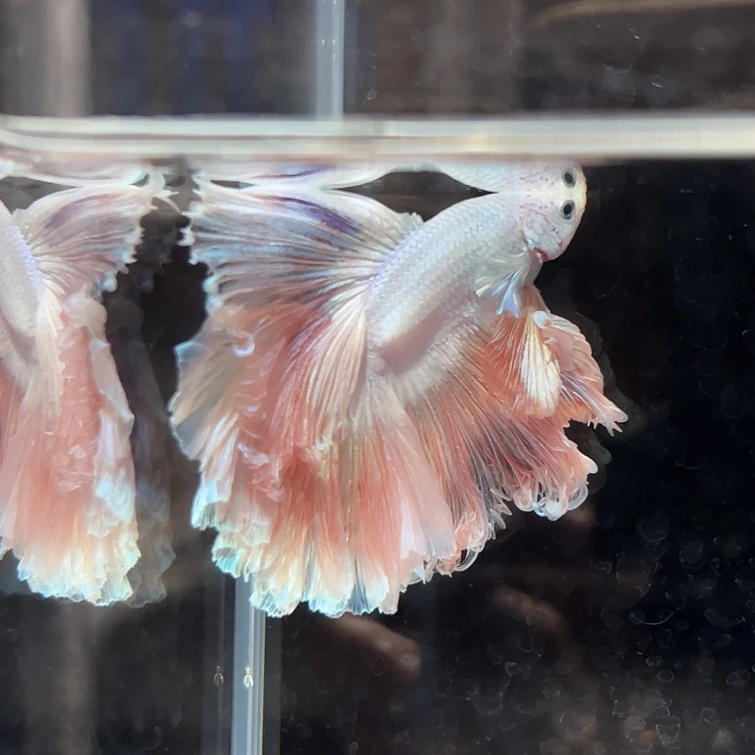 斗鱼5号粉色羊毛卷婚纱