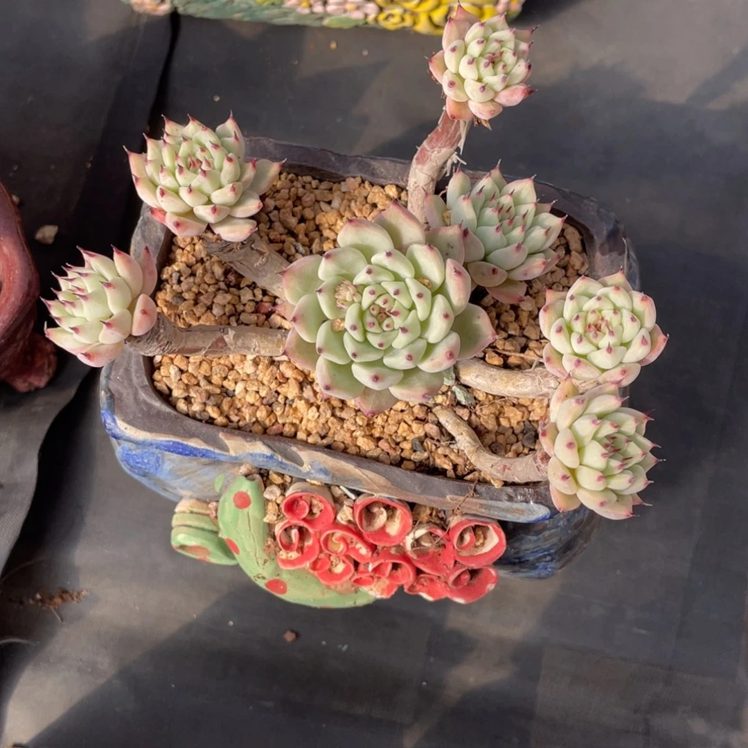 绿爪老桩群生木质化