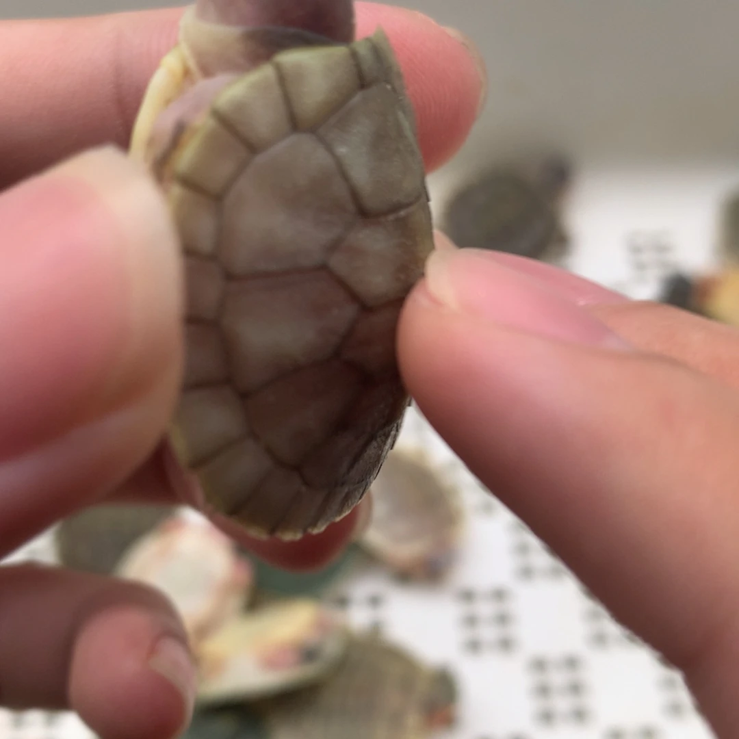 不分公母巴西彩龟