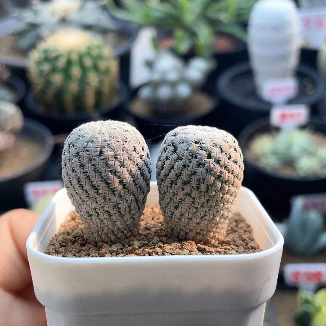 实生两颗白斜子仙人球多肉