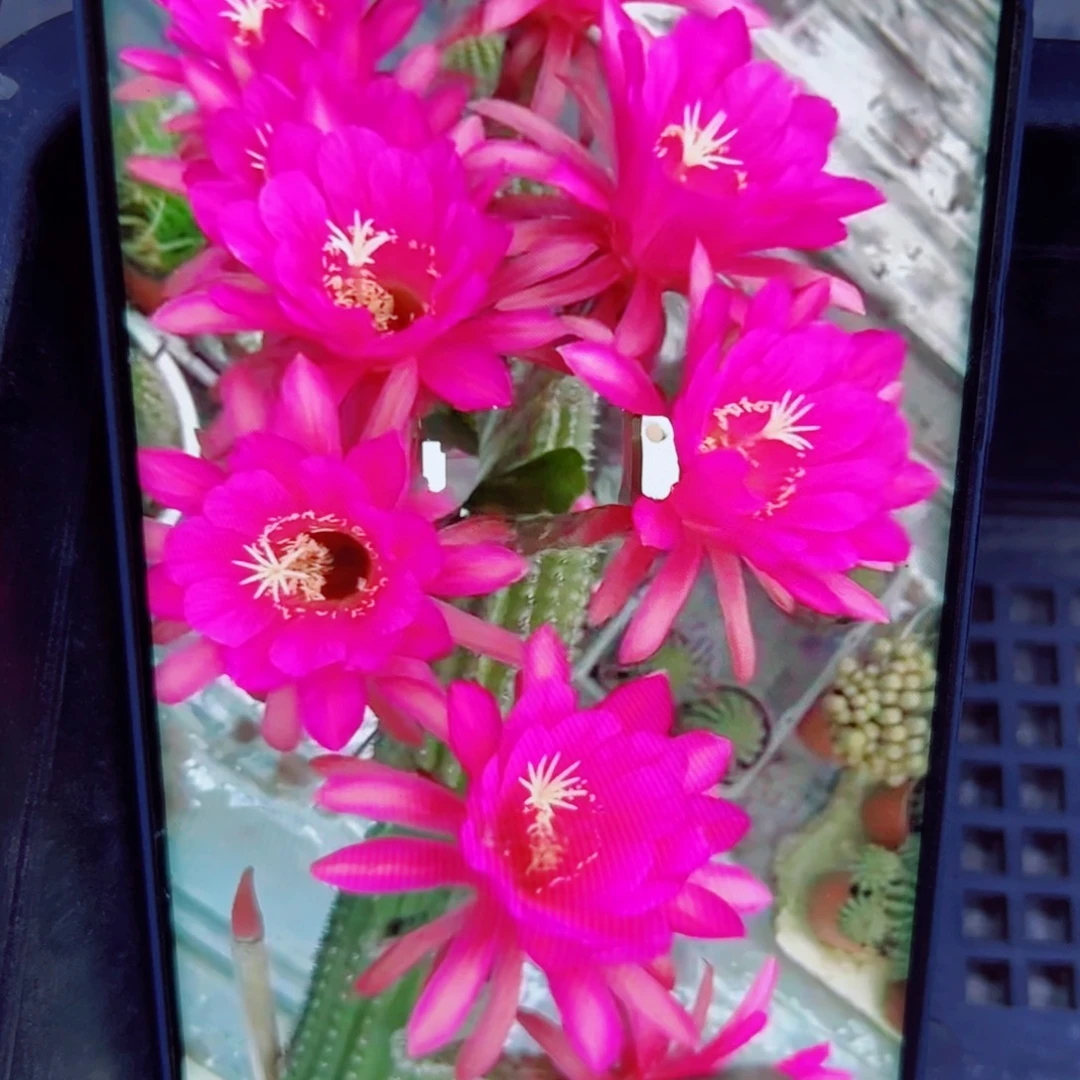 下31金妞紫罗兰歪无根侧芽7公分左右20包邮