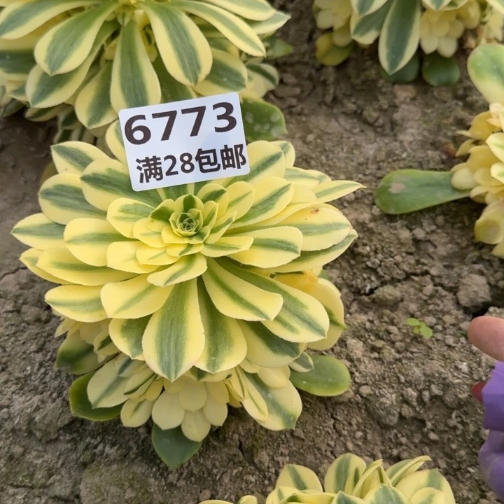 6773一号棚雪莲多肉M