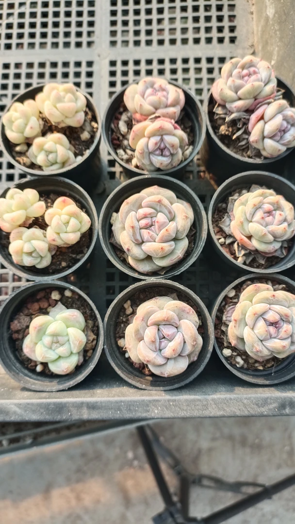 冰玉50杯3多头2棵单头1颗，星影50杯4棵单头，2棵双头多肉植物