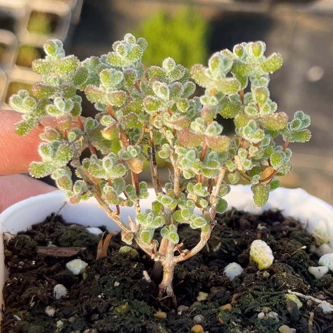 超级莱斯。