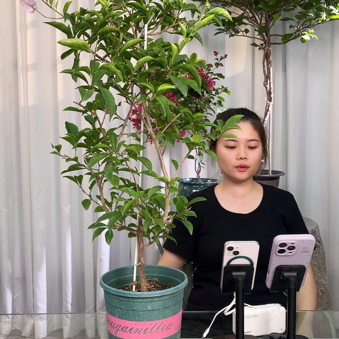 当前无花栽培后可以开花苹果花带竹一颗