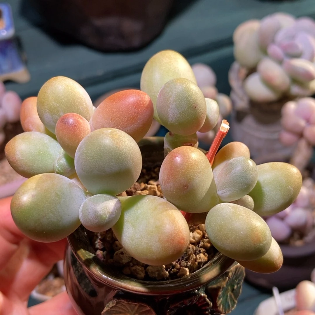 糖果美人五头一物一拍