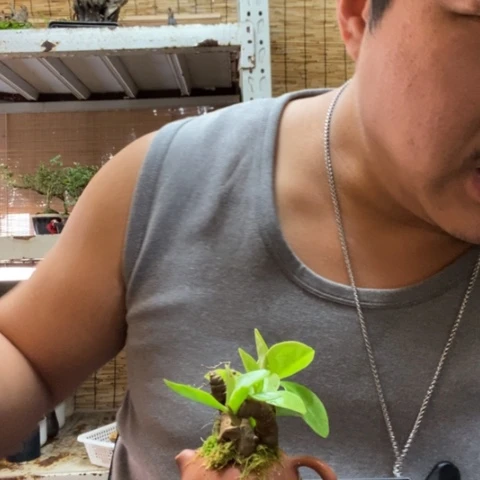 红陶人***…一物一拍所见即所得10