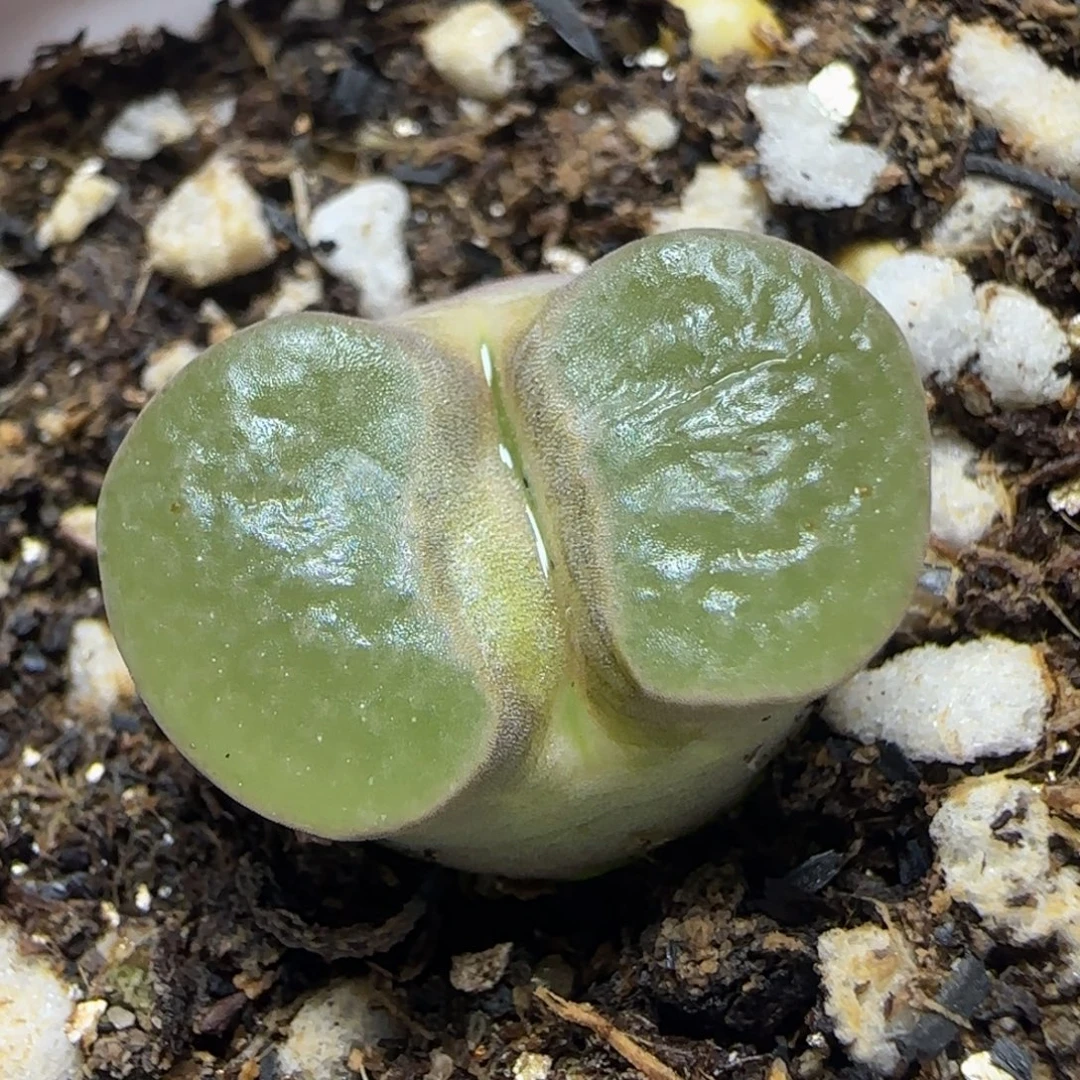 1***1专拍漂亮多肉植物231