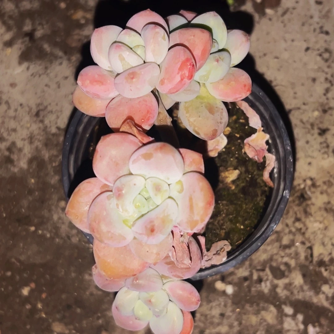 桔云多肉美人精品系列