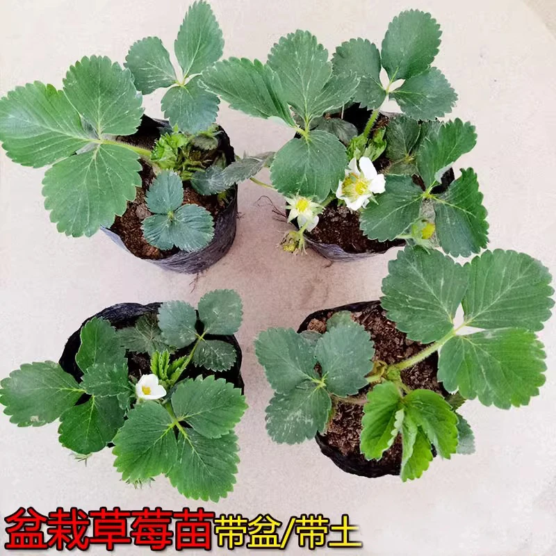 黑珍珠真红美玲脱毒草莓种苗生产苗穴盘苗原种一代二代草莓苗