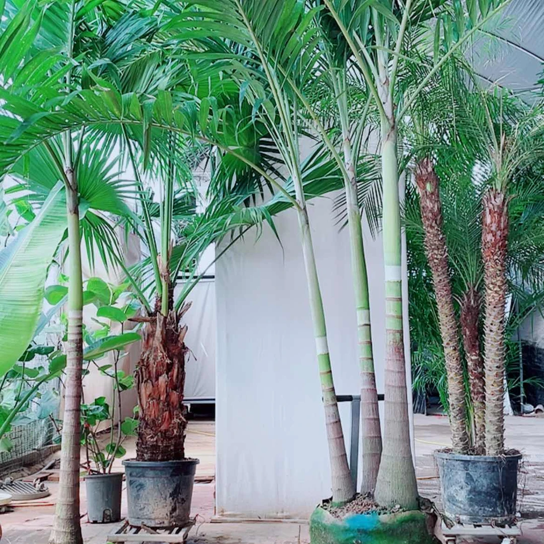 【闪购商品】完全开放德****好4578887999