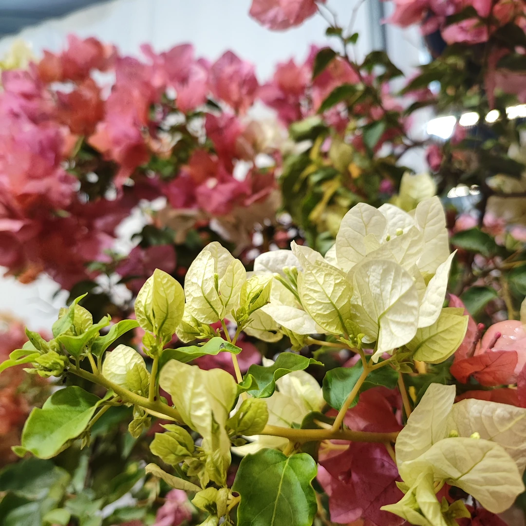 【三角梅】丝绸/橙白/金边马斯/金边丽娜 品种齐全 绿植盆栽