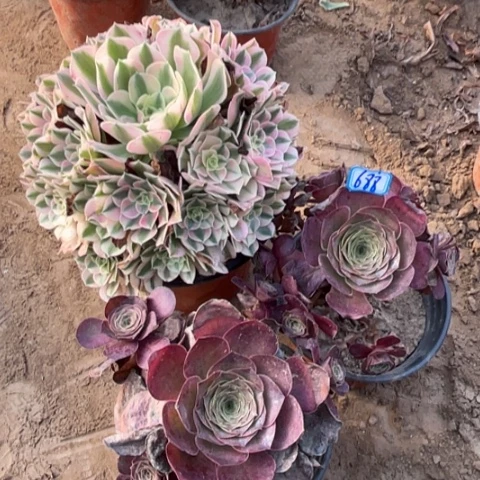 688多肉植物组合，