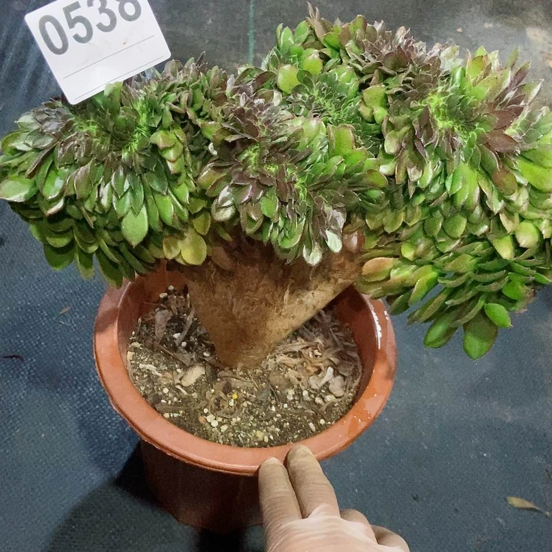 红陶꧁***꧂0538万缀4多肉