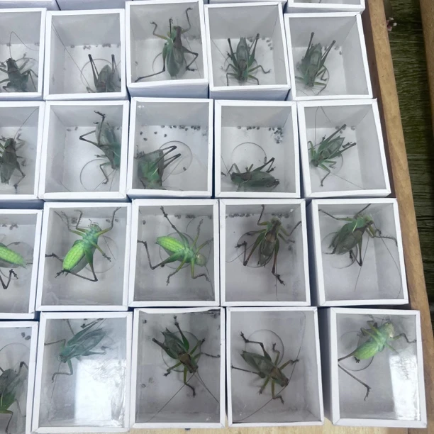 两条贾姐扎嘴吉尔粉丝福利扎嘴吉尔包叫两条包邮