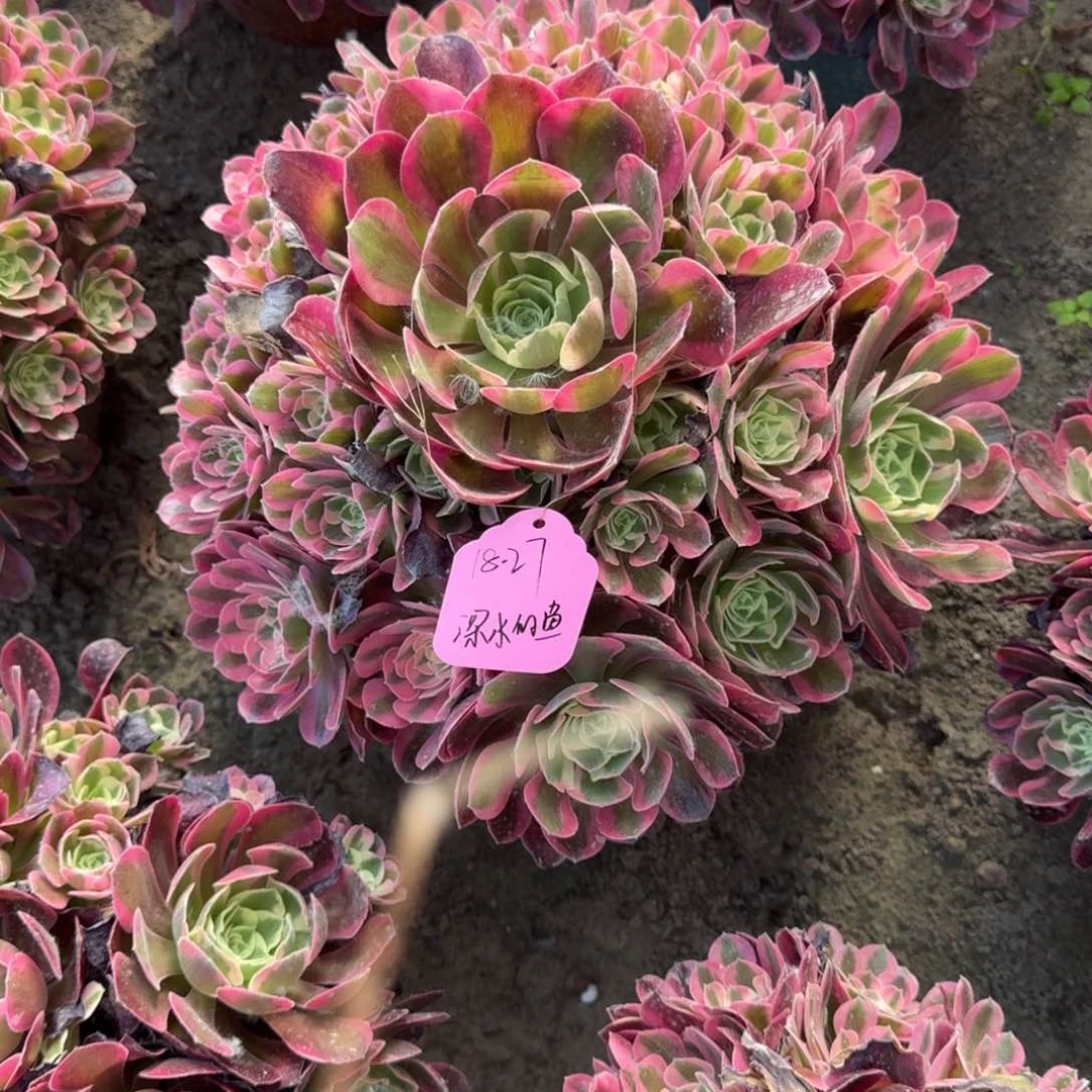 深**鱼法师女郎嫩桩寄养18-27