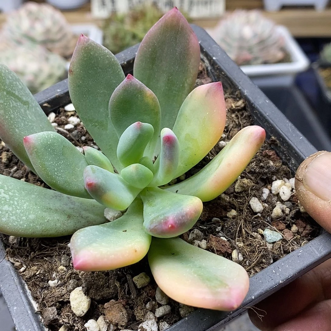 0439 青星美人花脸锦