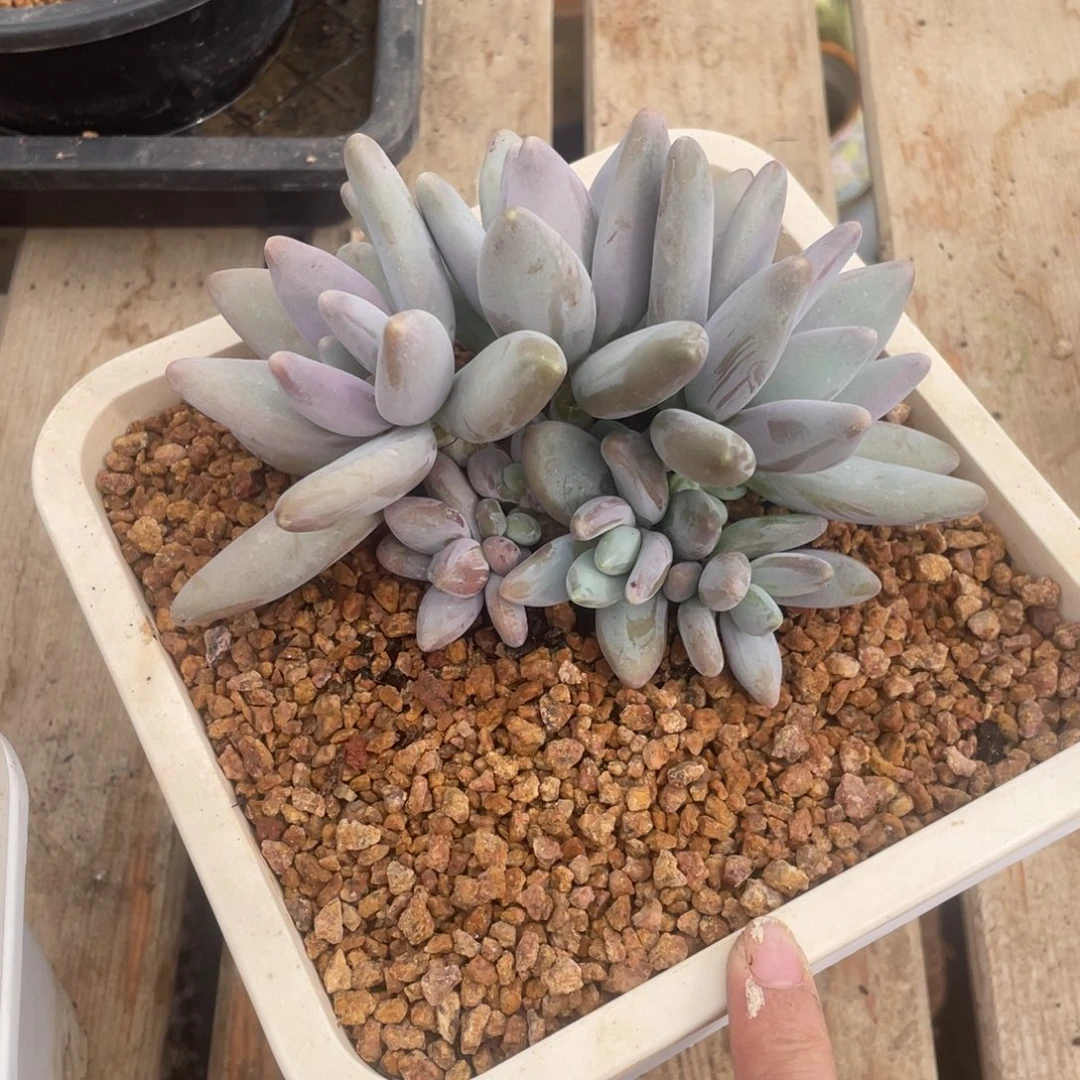 多肉植物的生长发育与生长