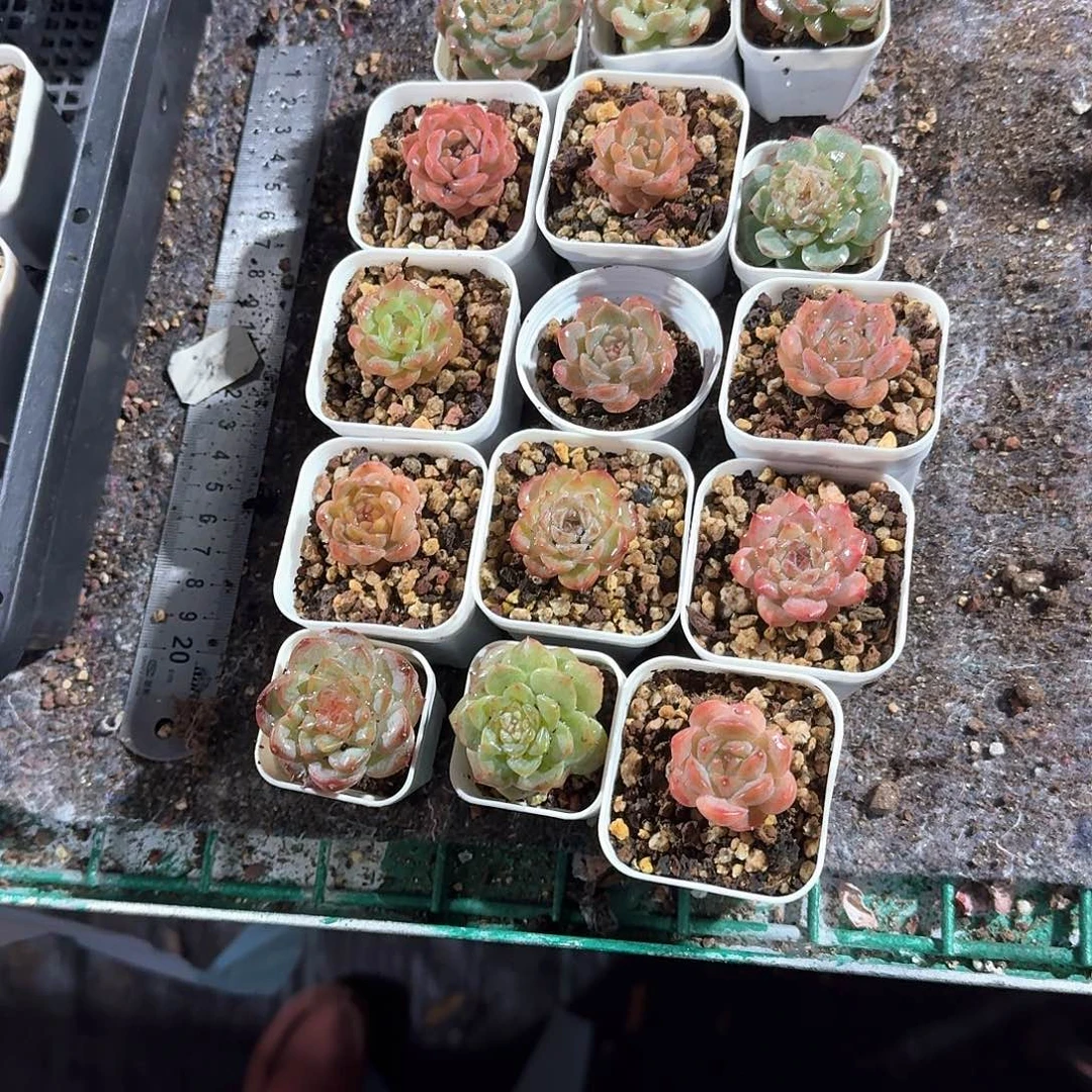 嘿嘿一物一拍专拍