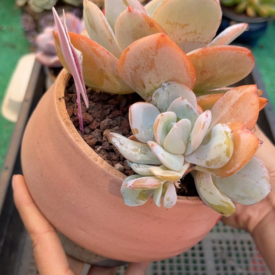 表妹精品多肉植物445.