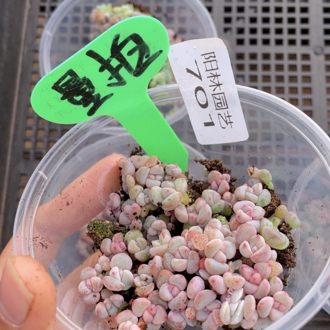 量拍多肉植物多肉植物701