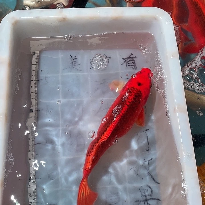 蝴蝶鲤鱼渔场直发37
