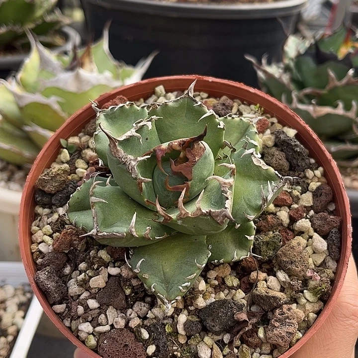 龙舌兰仁仁王冠魔丸