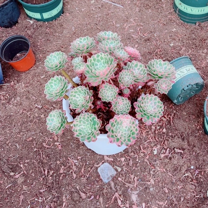 大颗孔雀铃多肉法师