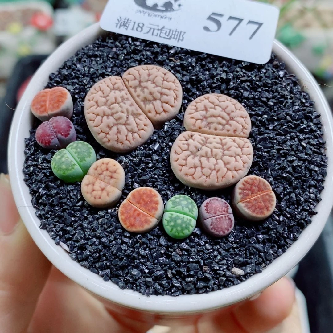 生石花花花花花花花花577