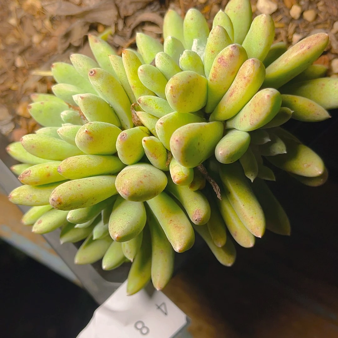 豆老桩多头群生4876