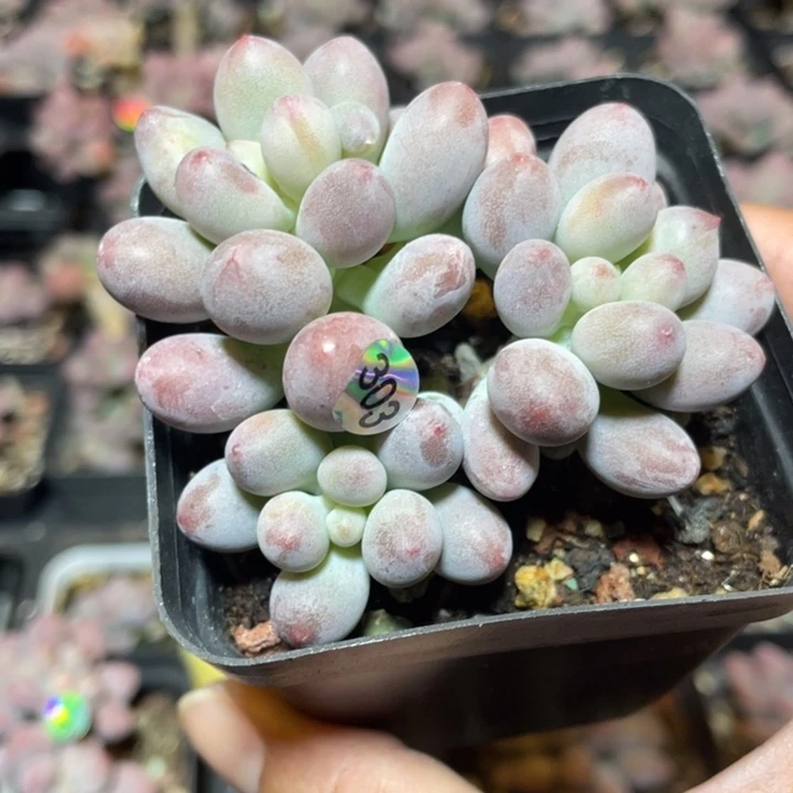 桃花奶酪多肉植物