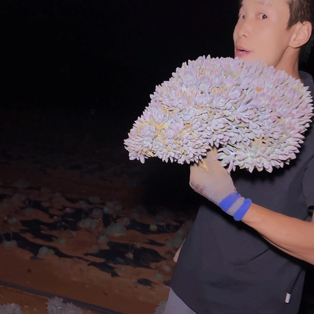 地栽淡雪缀化多肉