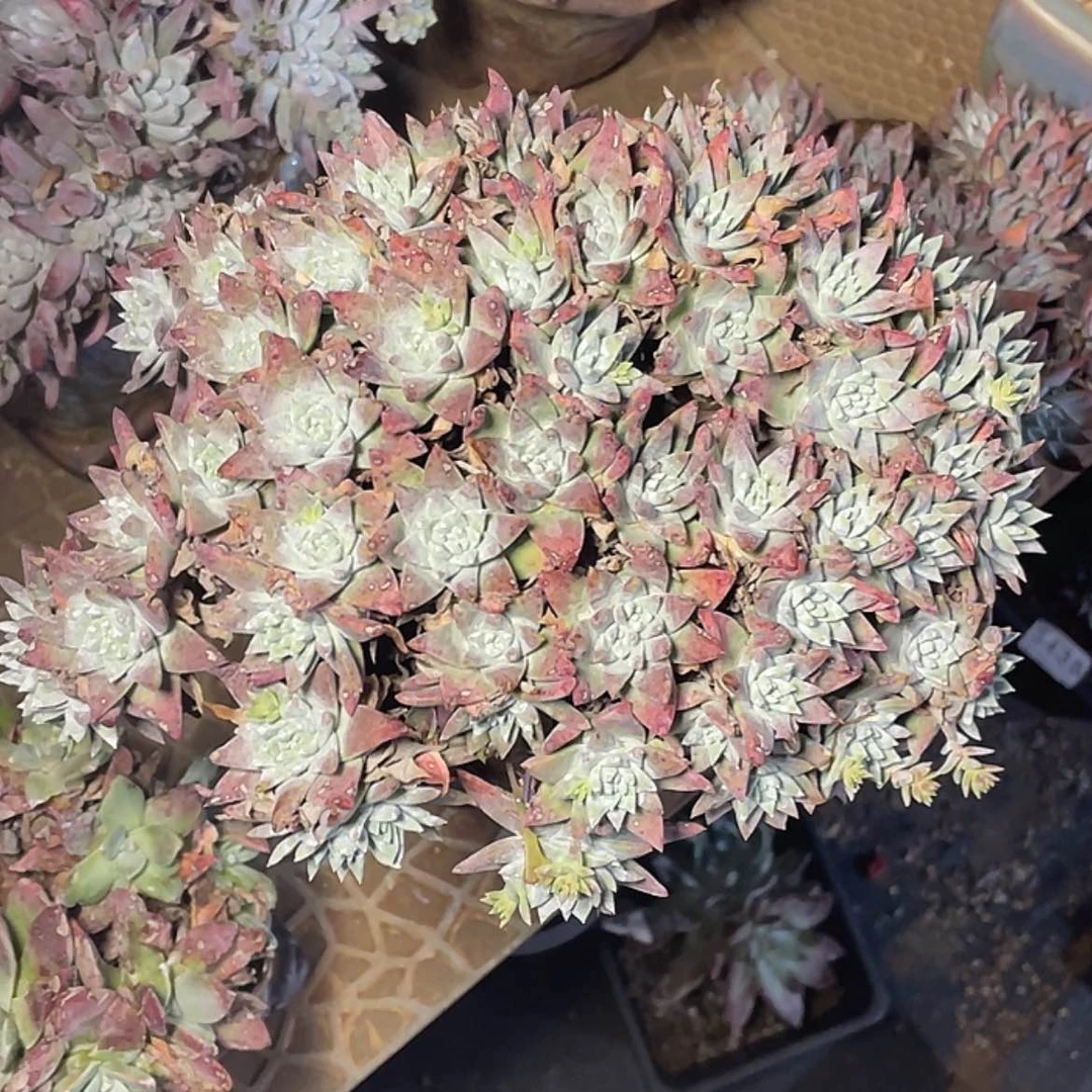 【闪购商品】-****d白菊杂交