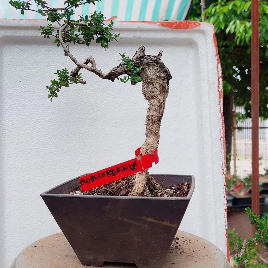 当前无花朵，栽培后可花朵珍珠黄杨盆栽素材