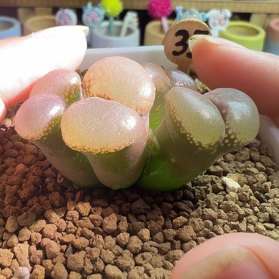 奶****葵日系大型黑紫体白窗。