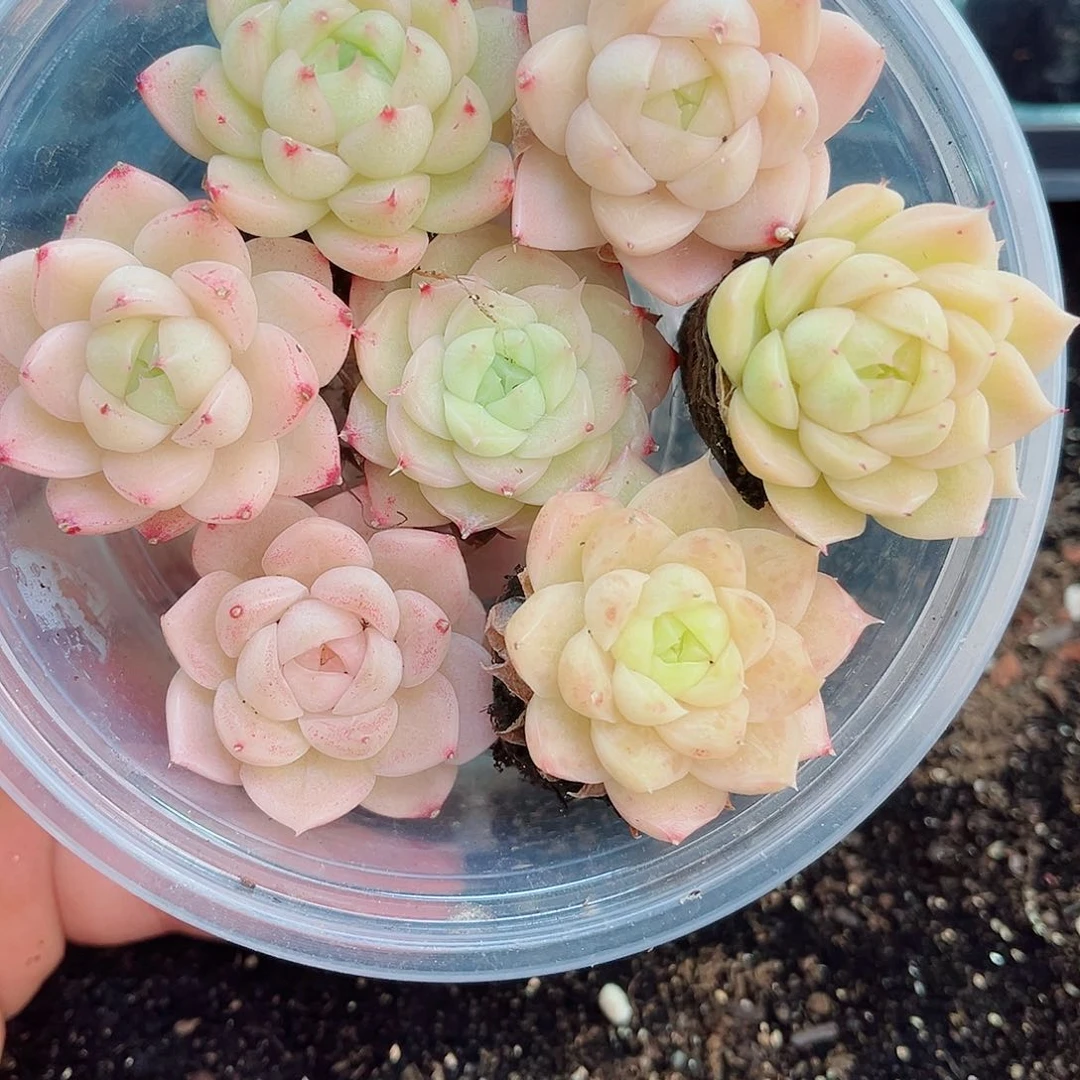 1-598新疆西藏内蒙不发12.8包邮2-3公分多肉