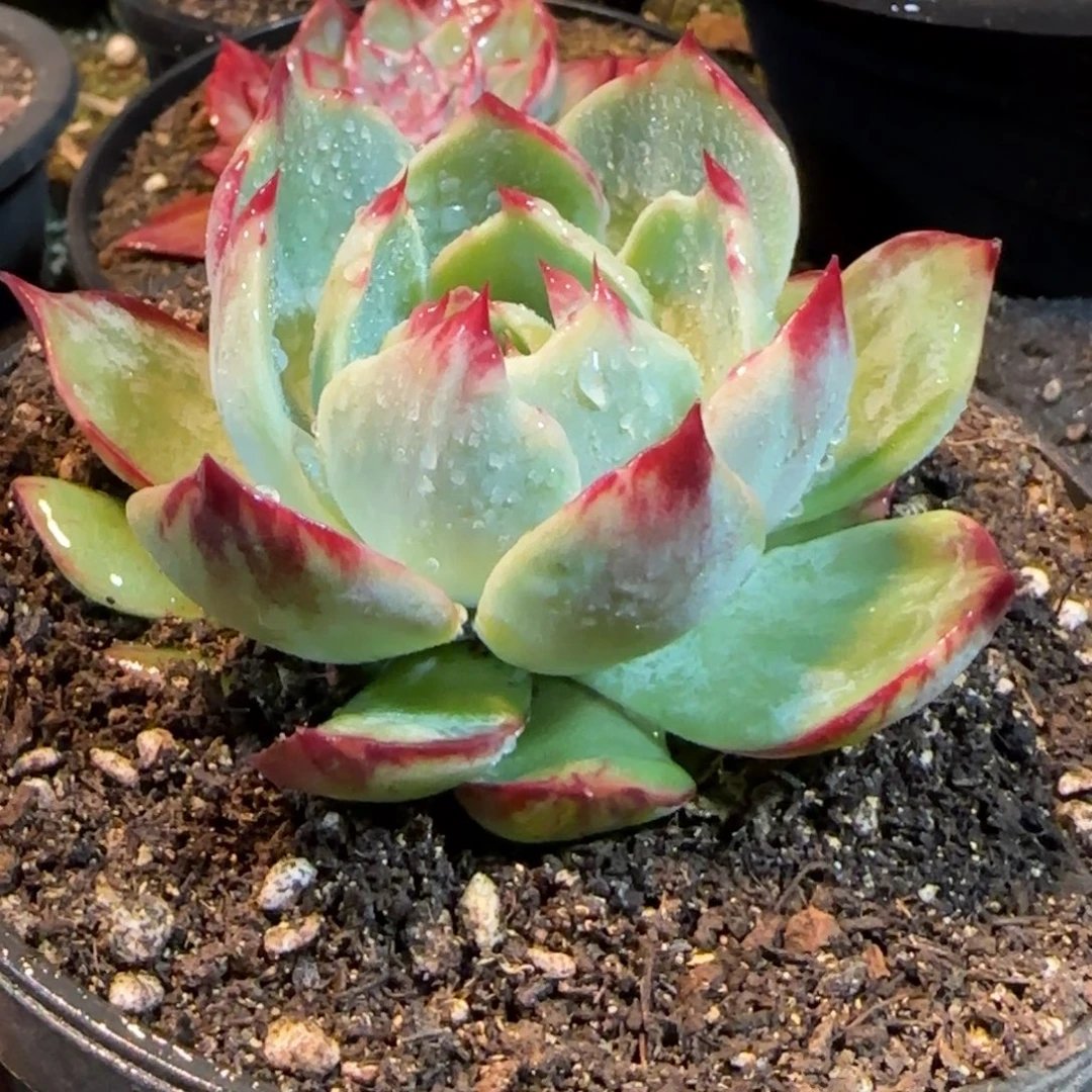 惊鸿一物一拍包装收缩花旱683