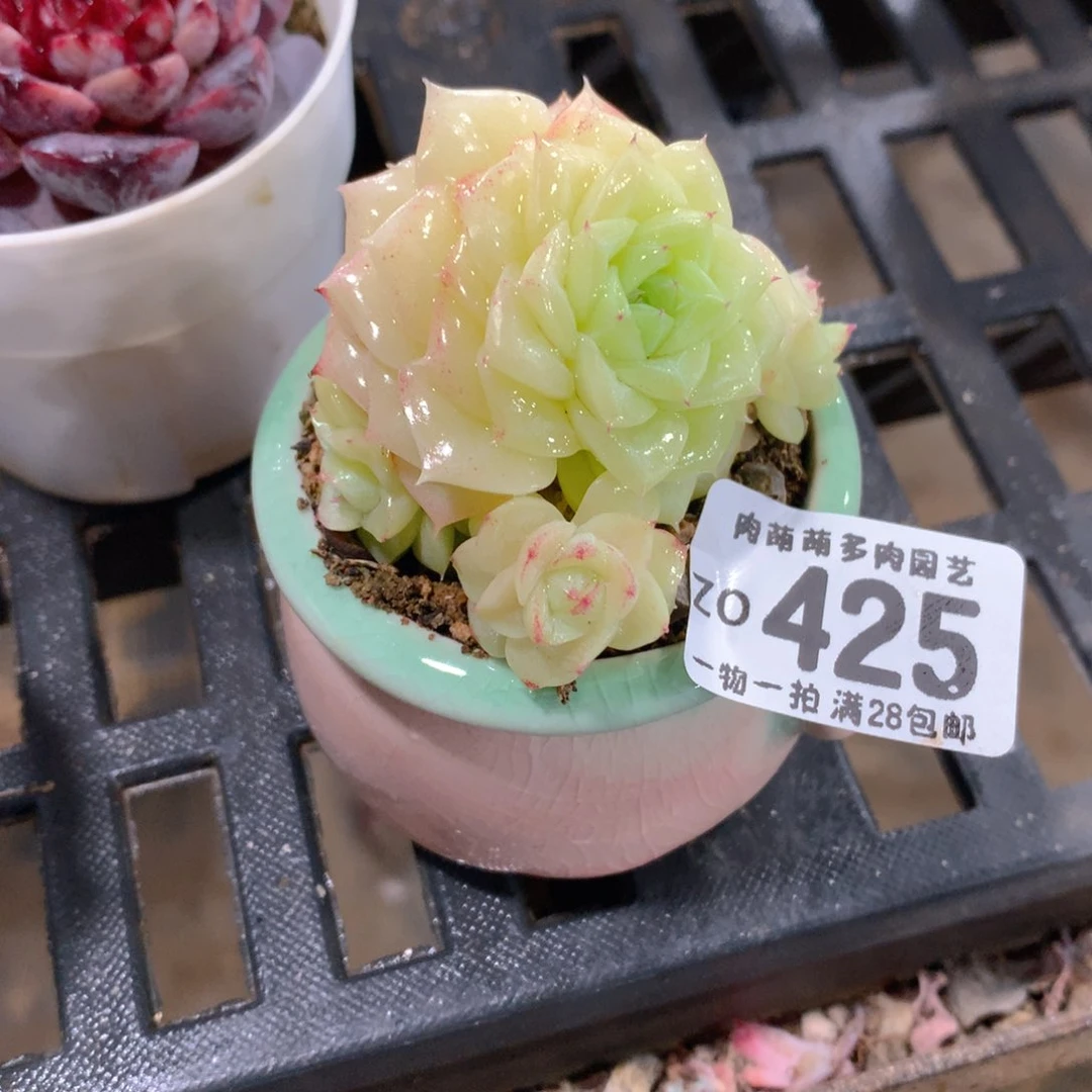 肉萌萌拇指盆精控多肉ZO425