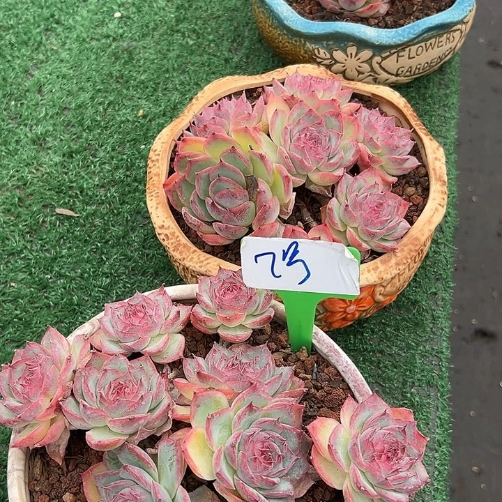 2粉水晶一个脱土多肉