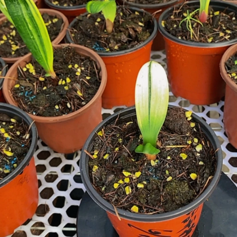 【闪购商品】无花朵幺*