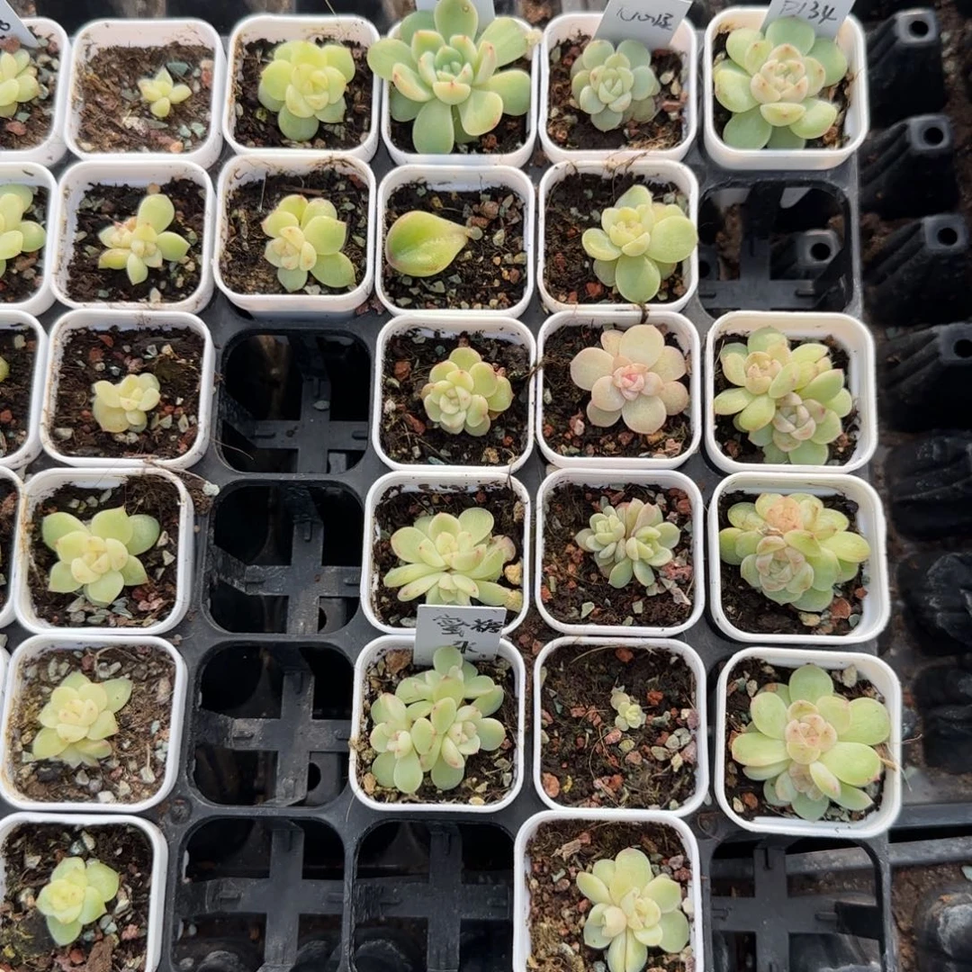 蜜糖盆外棚一个满25包邮